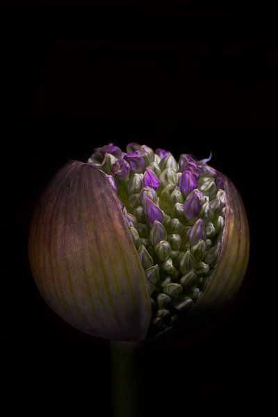 Hallo Welt von Jeroen van Woudenberg