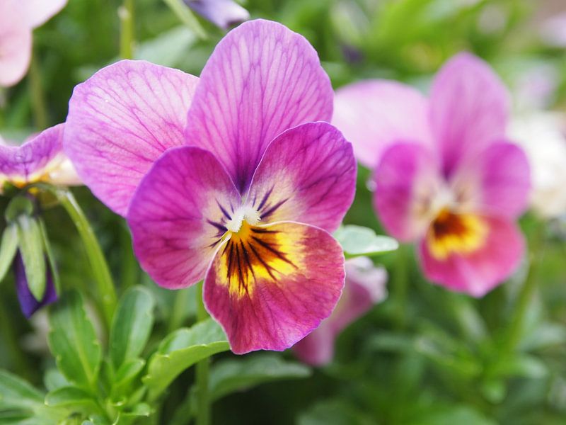 Purple twins von Jon Houkes