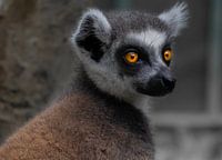 Ringschwanzlemur schöne Augen . Dieses Foto wurde im Zoo von Bali aufgenommen.