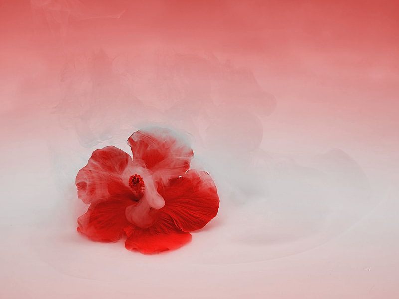 Dreamy Hibiscus flower , spring vibe . by Saskia Dingemans Awarded Photographer