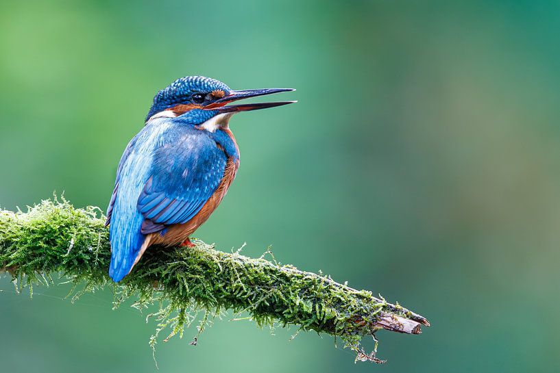 Eisvogel von Judith Borremans Natuurfotografie
