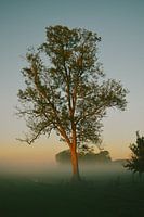 Baum fängt erstes Licht in nebliger Landschaft