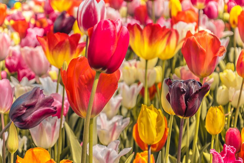 Veld tulpen vol kleur par Stedom Fotografie