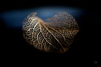 Herbststillleben: Hortensie