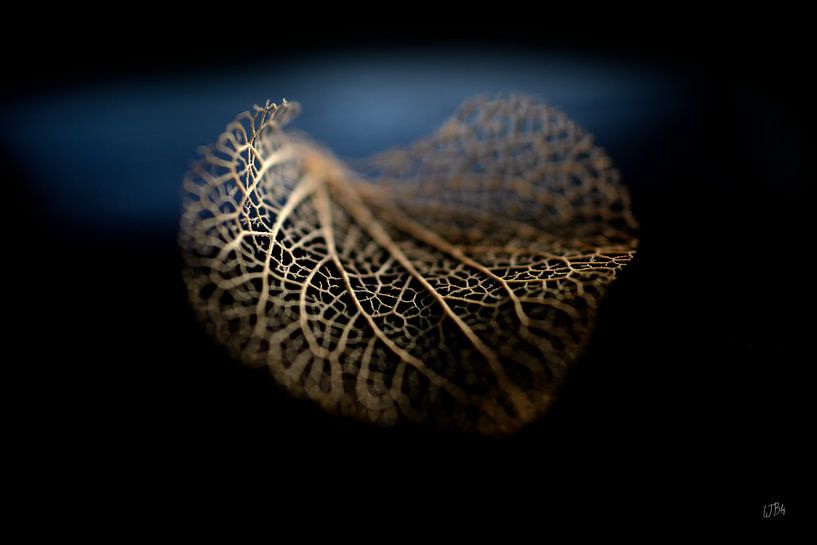 Herbststillleben: Hortensie von BILAS