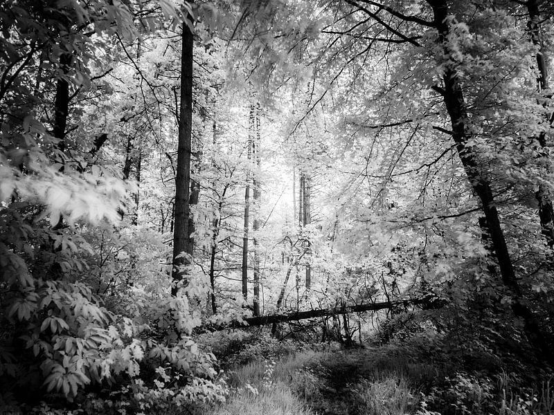 Path closed von Lex Schulte