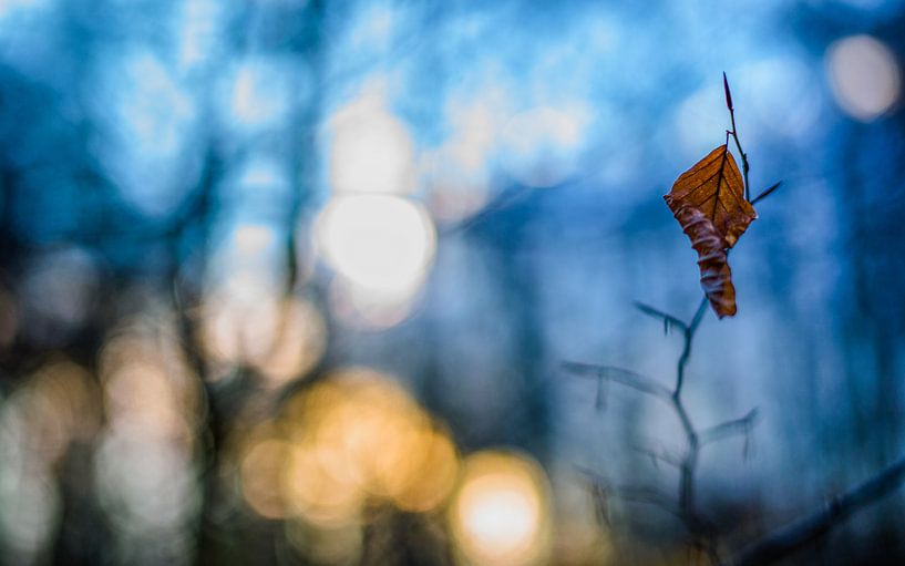 Couleurs d'automne.06 (16x10) par Timo Bergenhenegouwen