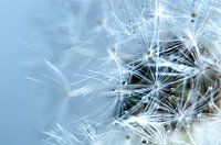 Löwenzahn und Wassertropfen