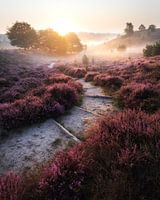 Heathland path