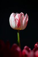 Tulip I