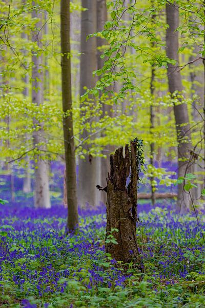 A sea of beautiful blossoming wood hyacinths in the Hallerbos bring a magical atmosphere by Kim Willems