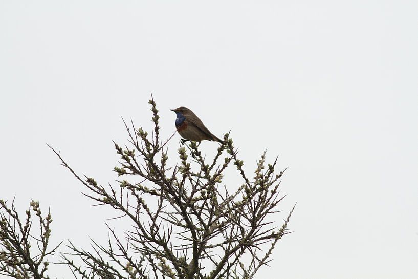 Blaukehlchen von Sander Miedema