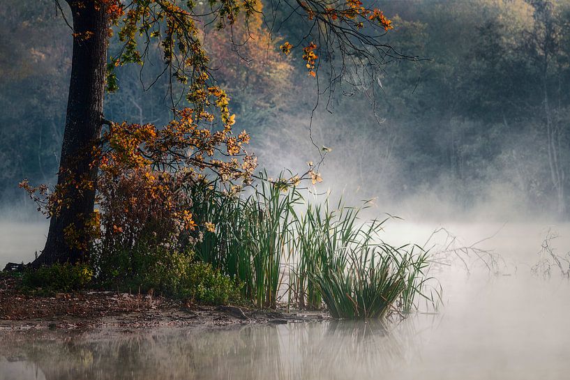 Ruhiger Morgen von Peter Poppe