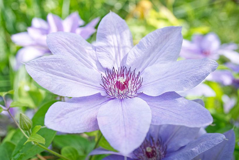 Große zarte lavendelfarbene Clementinenblüte von Iris Holzer Richardson