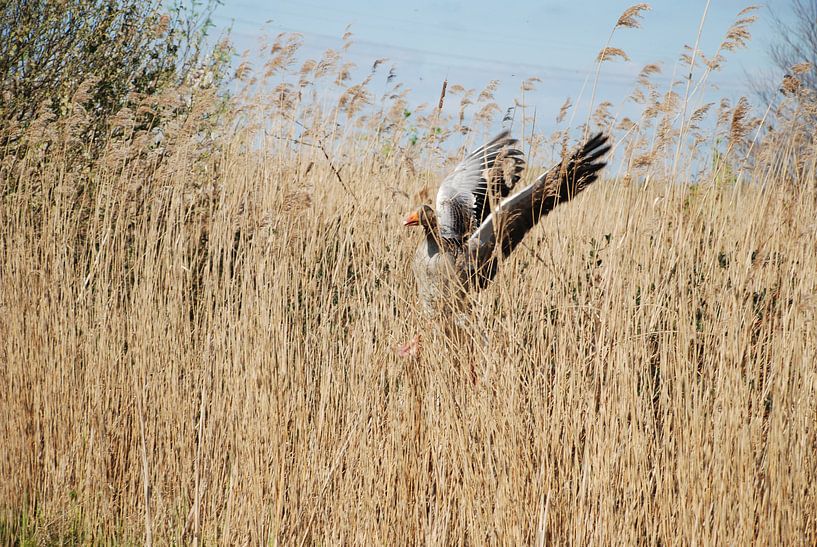 Gans in 't riet von Wesley McHollander