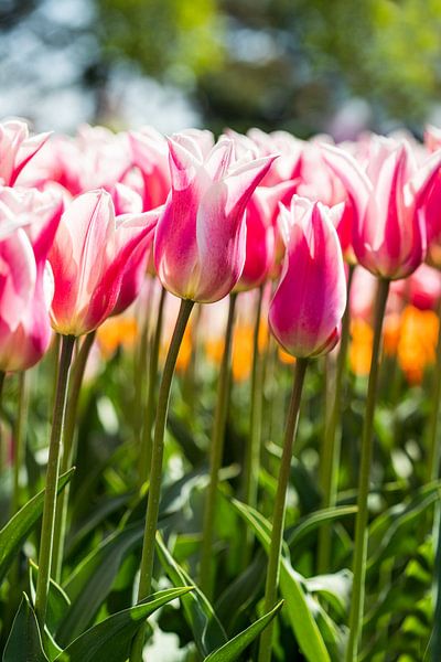 tulipes pittoresques par studio photoflash