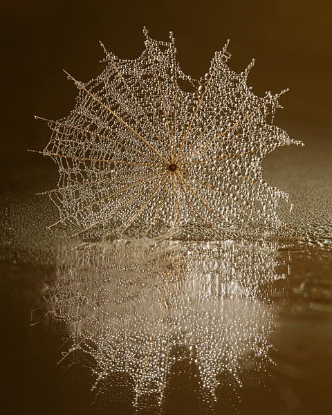 Warme Brauntöne: Tropfen im goldenen Netz des Tragopogon von Marjolijn van den Berg