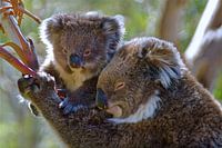 Koala met kleintje in de boom.