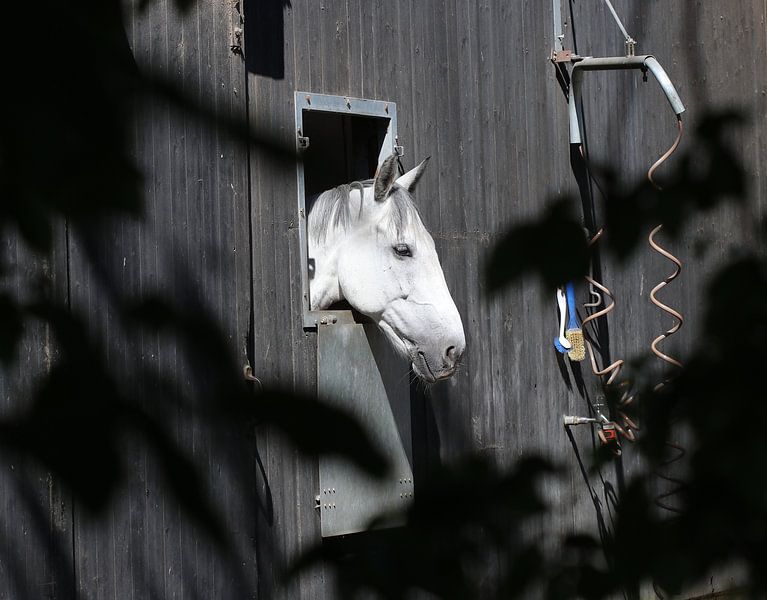 Domestic horse by Matthias Brix
