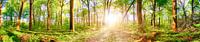 Sonnenaufgang im Frühling - helles Waldpanorama im Licht der Morgensonne