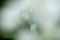 Wilde Hyazinthe umgeben von Sanftheit