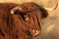 portrait Scottish highlander, highlander