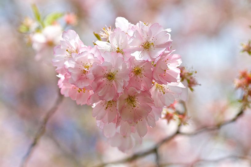 Bloesem / blossom by Carla Odink