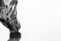 Feine Kunst Trinkendes Pferd