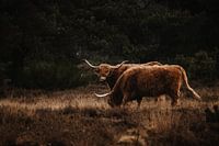 Scottish Highlanders