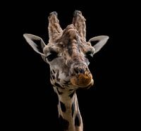 Giraffe in Farbe mit schwarzem Hintergrund