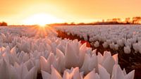 Tulpenfeld bei Sonnenuntergang Goeree-Overflakkee
