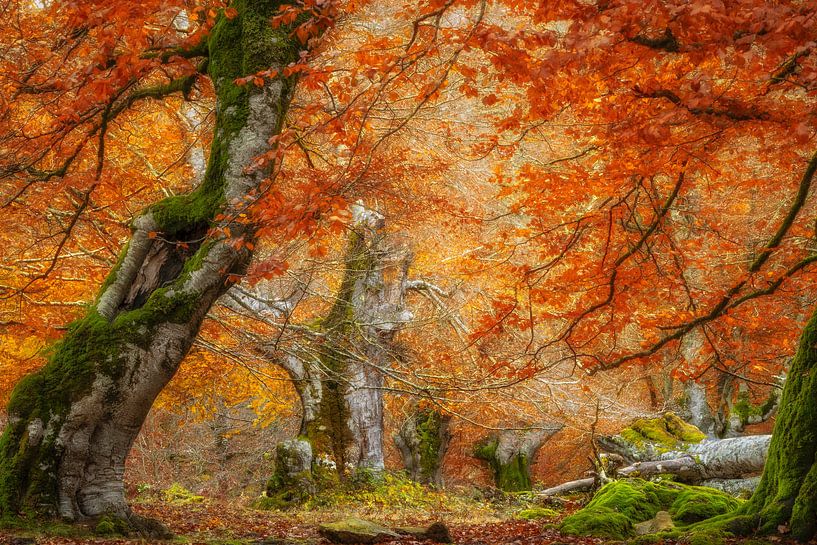 Wälder des Irati, Baskenland von Lars van de Goor