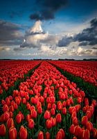 Endlose rote Tulpe Feld