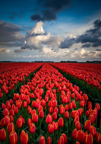 Endlose rote Tulpe Feld von Erik Keuker