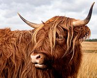 Schottischer Hochlandbewohner