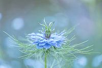 L'amour dans la brume