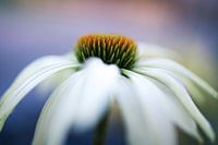 Echinacea (Zonnehoed)