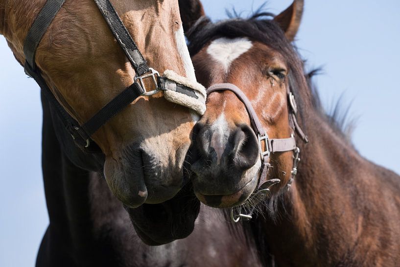Three horses cuddle each other, rubbing against each other's noses by Henk Vrieselaar