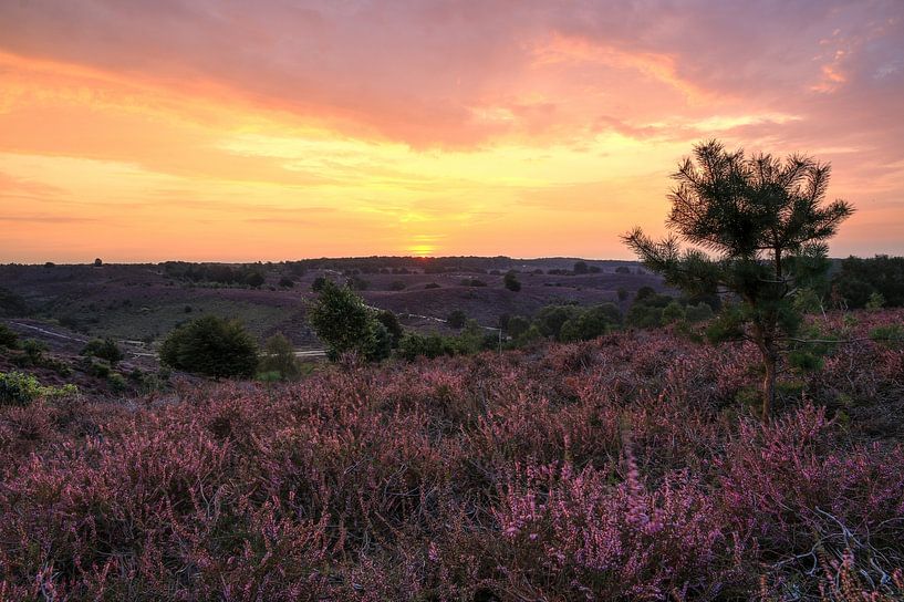 Heather Posbank at sunrise by FotoBob