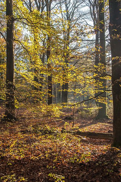 Herbst im Wald 02 von Geertjan Plooijer