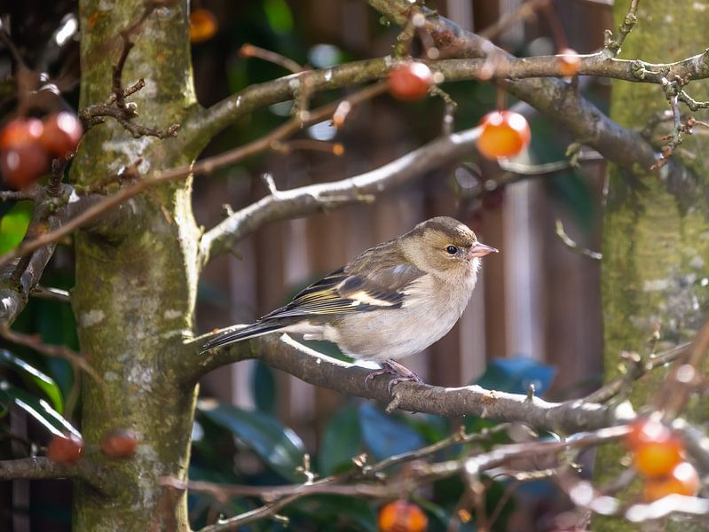 Vink vrouwtje in appelboom van ManfredFotos