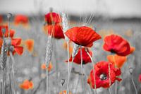 Mohnrot schwarz/weiss