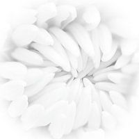 weiße Chrysantheme