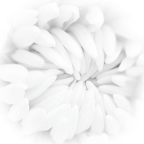 chrysanthème blanc par Klaartje Majoor