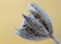 Nature in wintertime 