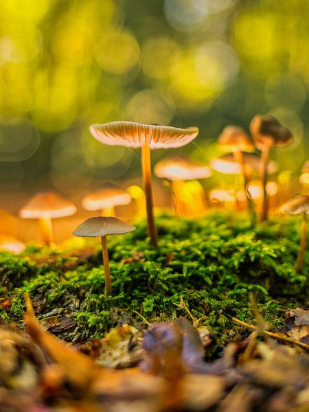 Verlichte paddestoel in het bos van FotoSynthese