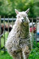 Suri Alpaka 
