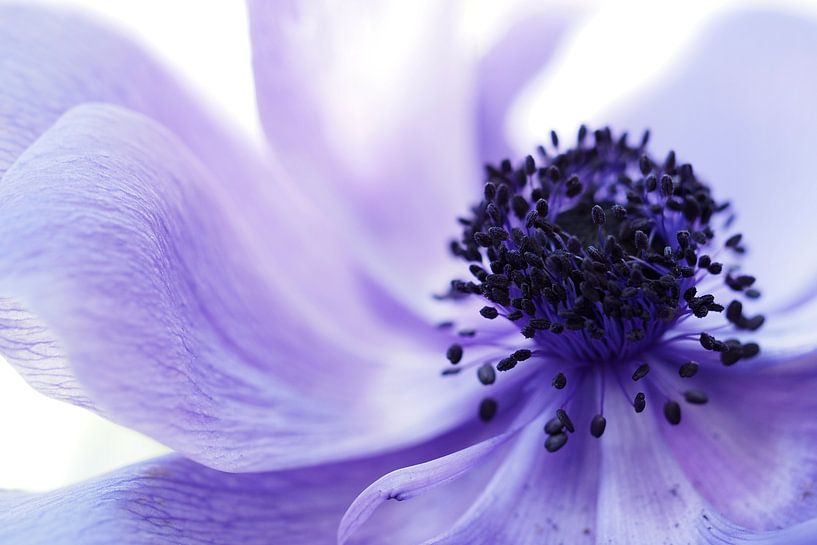 Anemone Coronaria &quot;Mr Fokker&quot;  von Astrid Brouwers
