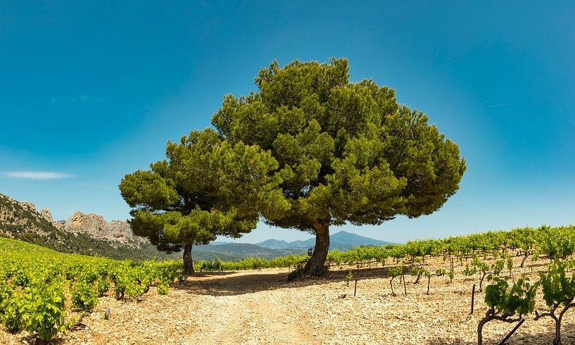 Les Dentelles de Montmirail, Gigondas, Frankreich von Rene van der Meer
