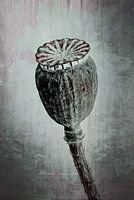 Poppy poppy - Poppy rhoeas